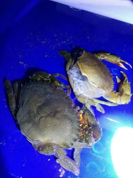 Soft Shell Crab Farming Box - RAS System