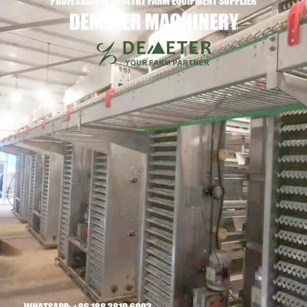 Layer Chicken Battery Cage Automatic Equipment photo-3