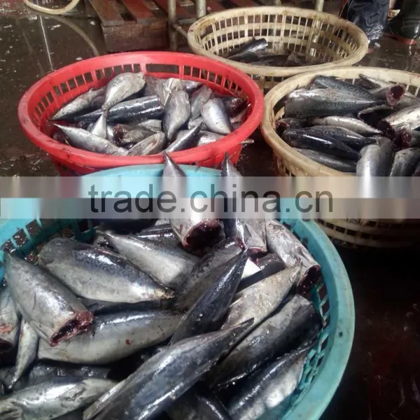 Frozen HGT Tuna Bonito Fish AUXIS THAZARD photo-5