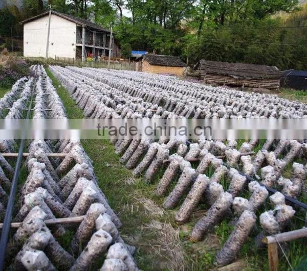 Perfect Black Fungus Mushrooms photo-3