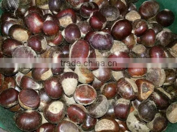 Sweet Chestnut , Organic / Common photo-2