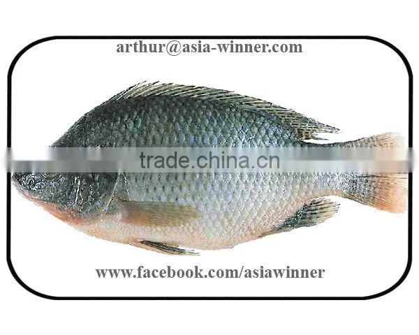 TILAPIA (Tilapia Mossambica)