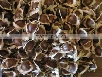 MORINGA SEED FOR AYURVEDIC REMEDY photo-4