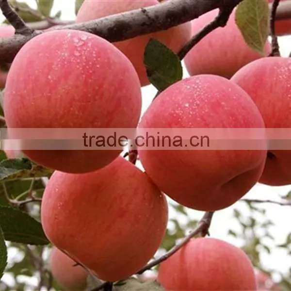 Red Fuji Apple Price photo-3