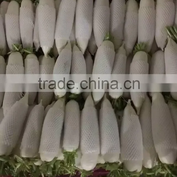 White Radish /green Radish Wholsale photo-2