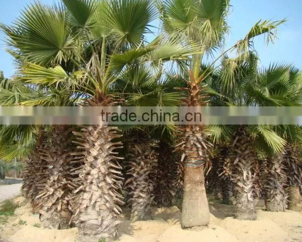 Washingtonia FiliferaLinden.Wendland of Outdoor Ornamental Decrotive Landscaping Palm Trees Plants photo-2