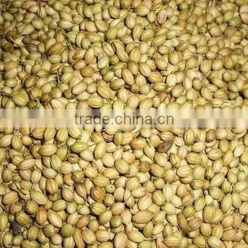 High Quality Coriander Seeds