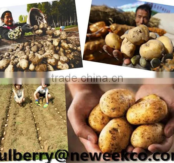 Neweek Agricultural Tractor 1 Row Potato Planter photo-6