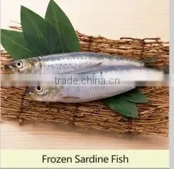 New Fish Sardine for Bait on Sale photo-4