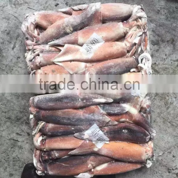 2016 Delicious Fresh Seafood Illex Squid 200g-300g for Market photo-3