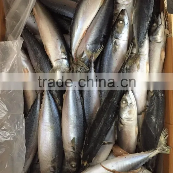 Frozen Mackerel 300-400g 2016 photo-4