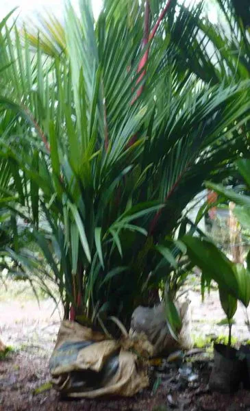 Emerald Green Landscaping Perennial Ornamental Grasses Artificial Multicolor