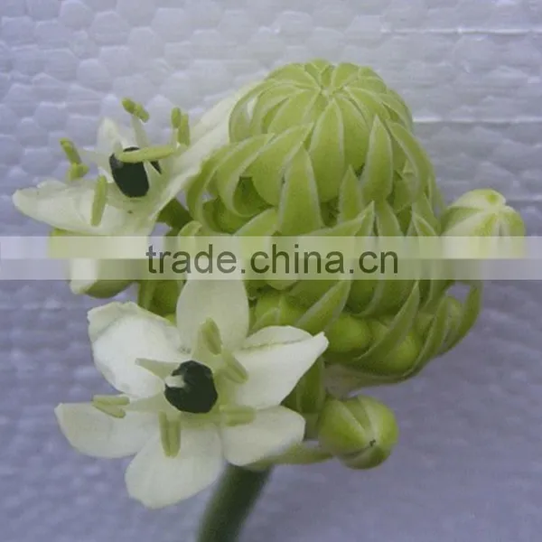 Natural OEM Velvet Felt Flower photo-3