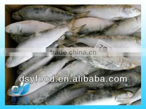 Frozen Fresh Sardine photo-3