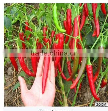 New Crop Green Chilli