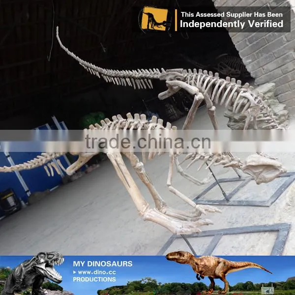MY Dino-C075 Small Fake Skeletons for Home Decoration photo-3