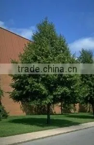 Natural Tillia Cordata Greenspire Plant