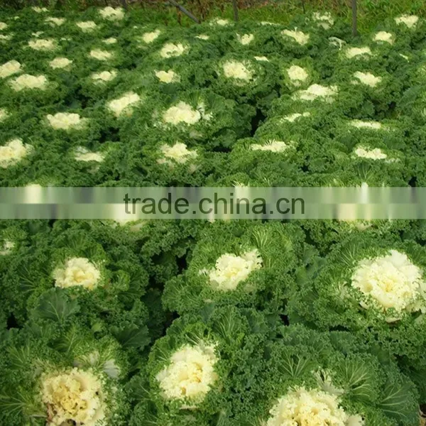 2015 100% Organic Kale Powder photo-3