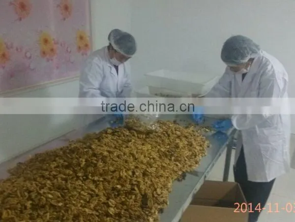 2015 New Crop Dried Light / Amber Half Walnut Kernels photo-4