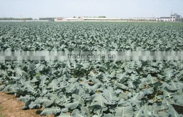 IQF Broccoli, Frozen Vegetables, IQF Vegetables photo-3
