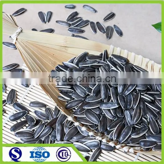New Hybrid Sunflower Seed 5009 From China
