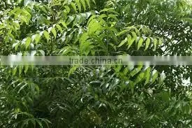 Neem Oil Extraction photo-2