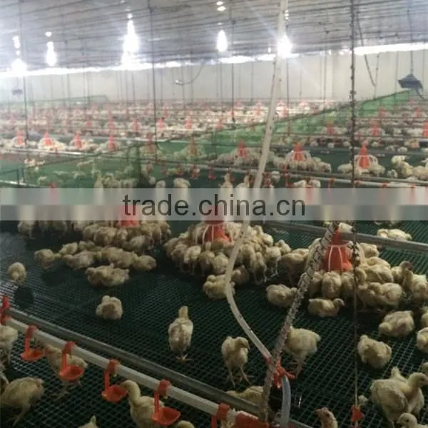 Low Price Philippines Poultry Farm House Design Broiler Chicken Raising Equipment photo-3