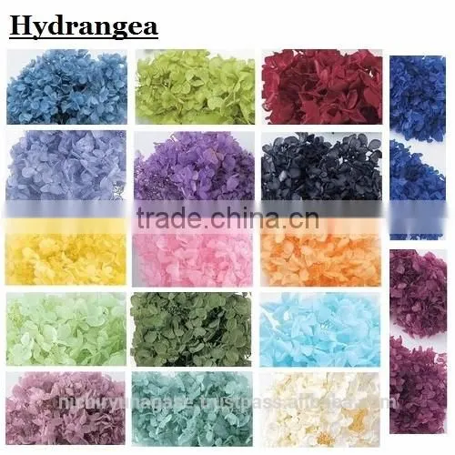 Pretty Hydrangea Preserved Flowers With Various Species photo-2