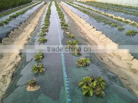 PE Agricultural Black Mulch Film With Holes photo-2