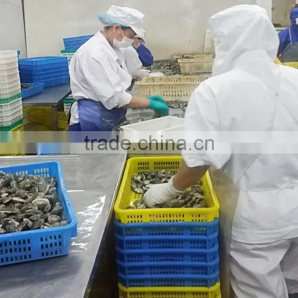 Frozen Cooked Short Necked Clam Export Standard photo-2