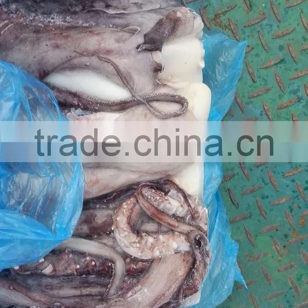 Squid Tentacle of Giant Squid photo-3