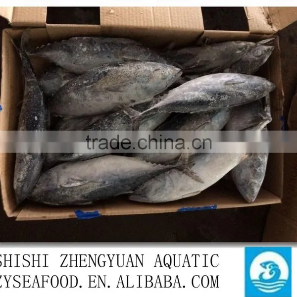Shishi Zhengyuan Aquatic Frozen Bonito W/R photo-3