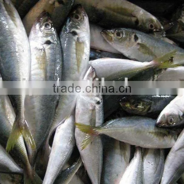 Horse Mackerel