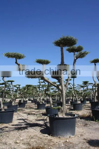 Olea Europaea "Pompon" Large Young Skin Trunk photo-3