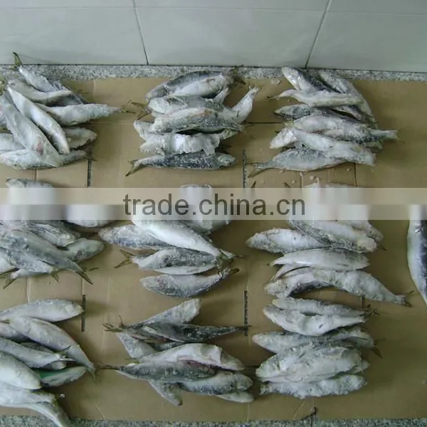 Sardinella Lemuru From Chinese Manufacture photo-6