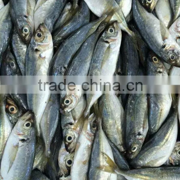 Frozen Horse Mackerel Whole Round