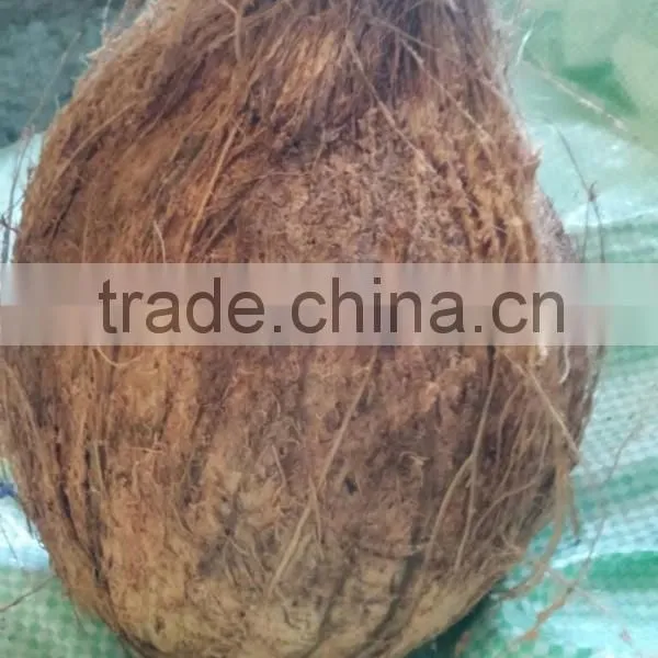 Fresh Coconut for Coconut Distributors