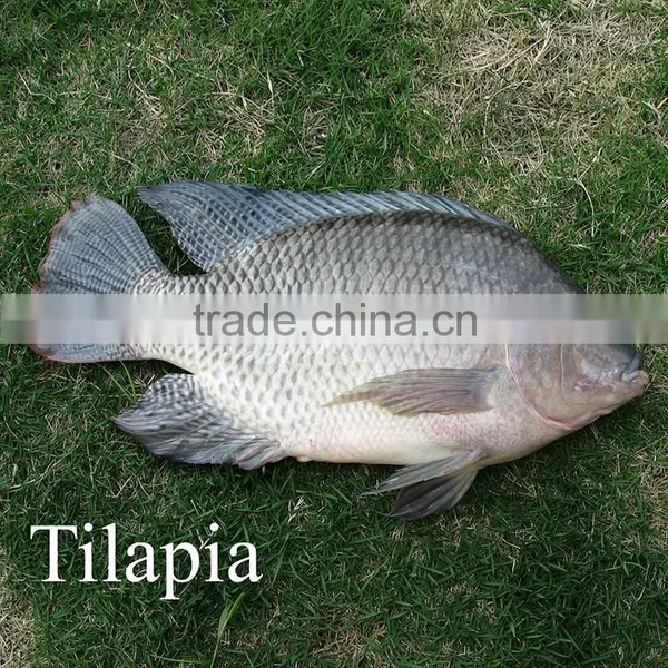 Nile Tilapia Fish Supplier Talapia