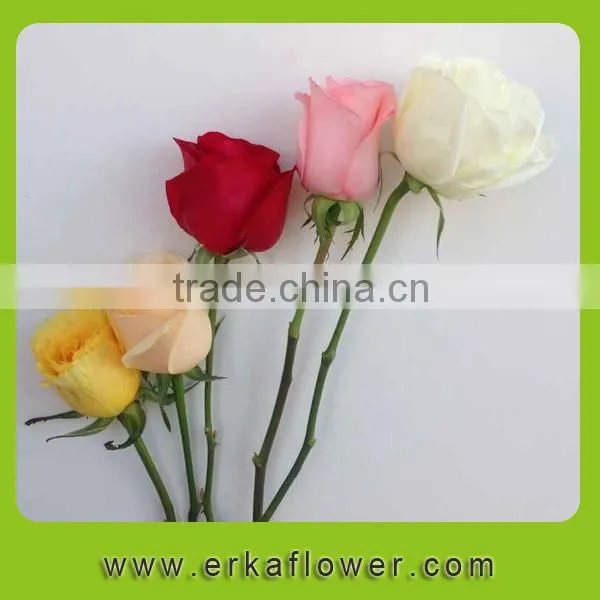 High Quality Hot Selling Factory Direct Sale Importers photo-6