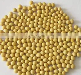 Soybean photo-2