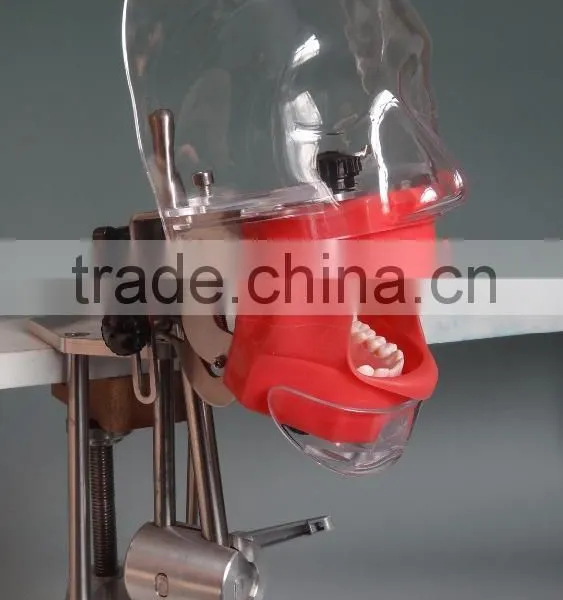 Best Selling Simple Head Model for Dental Class High Quality Simple Cheap Surgical Training Model for Dentistry Students photo-2