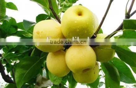 Fruit Fillings/Pear Pie Filling or Topping photo-6