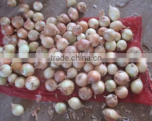 Chinese Yellow Onion Price for Wholesale photo-5