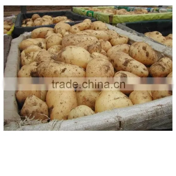 Potato Prices From Chinese Fresh Potato Export to Mideast and Southeast Aisia