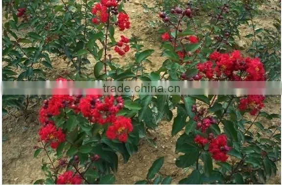 Heirloom Lagerstroemia Crape Myrtlette Crepe Myrtle Dwarf Shrubs Bonsai Red Bulk Seeds photo-3