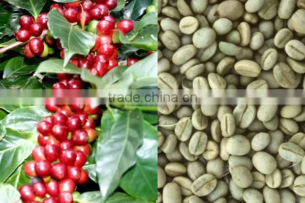 UNWASHED ROBUSTA GREEN COFFEE BEANS GRADE 2 SCREEN 13 photo-6