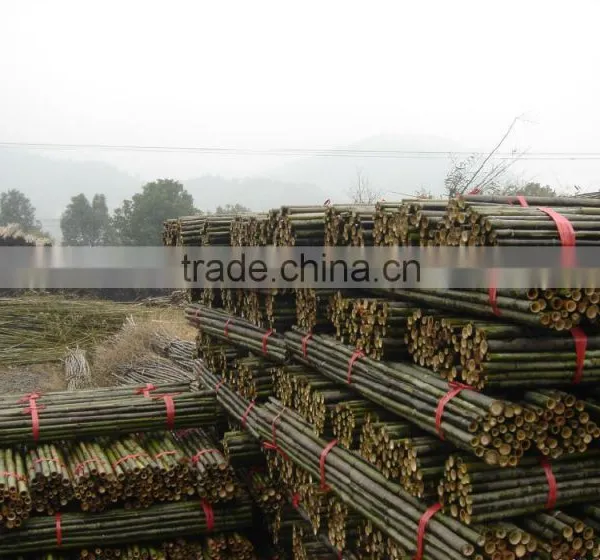 Bamboo Poles photo-5