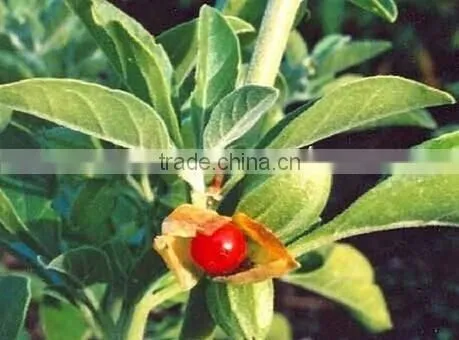 GMP Natural High Quality Withania Somnifera Extract/Ashwagandha Extract photo-3