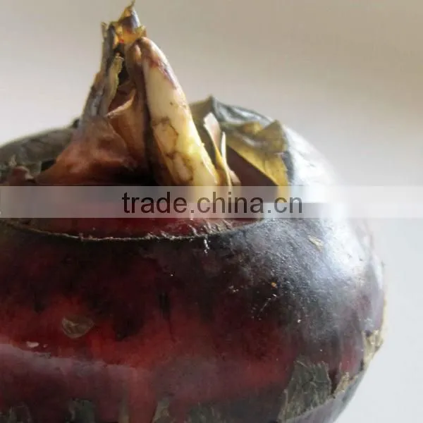 Canned Fresh Water Chestnut in Tin