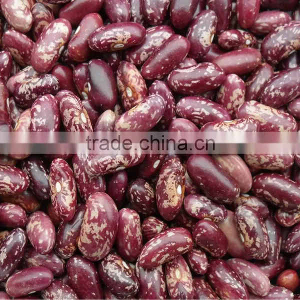 Purple Kidney Bean